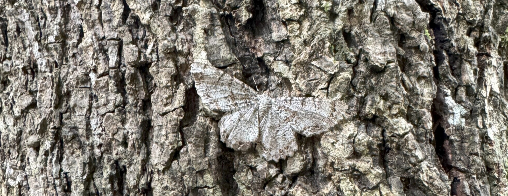 Jenner Wood V Citizen Science Program: Moth Night